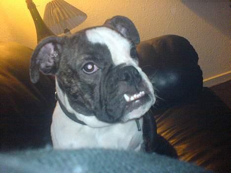 Engelsk bulldog Tia - Tia viser sit enorme underbid <3 billede 1