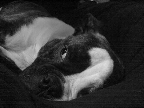 Engelsk bulldog Tia - 3 mdr billede 2