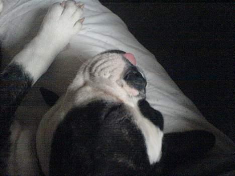 Engelsk bulldog Tia billede 5