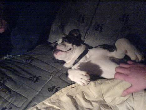 Engelsk bulldog Tia billede 7