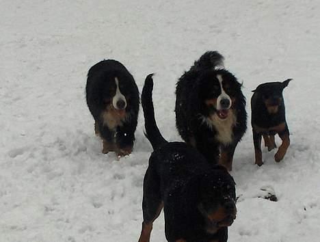 Rottweiler Maja * Himmelhund 2018 * - hunde tur 17.02.06 med Argento og snoopy billede 20