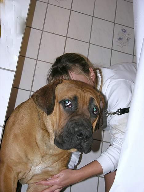 Boerboel Cozy død 11/7-06 - Så hjælp mig dog, jeg "bryds" mig ikke om det, please billede 20