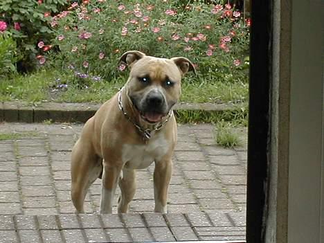 Amerikansk staffordshire terrier Totti *Amager* billede 1