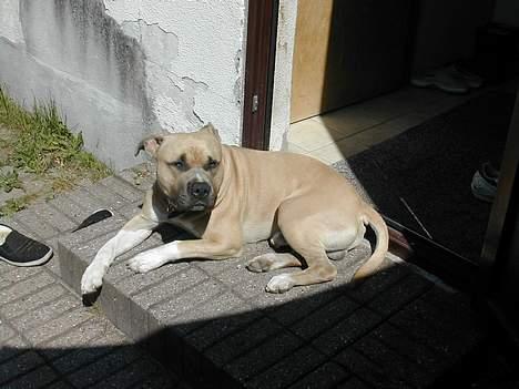 Amerikansk staffordshire terrier Totti *Amager* billede 2