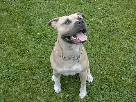 Amerikansk staffordshire terrier Totti *Amager* billede 3