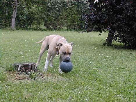 Amerikansk staffordshire terrier Totti *Amager* billede 4