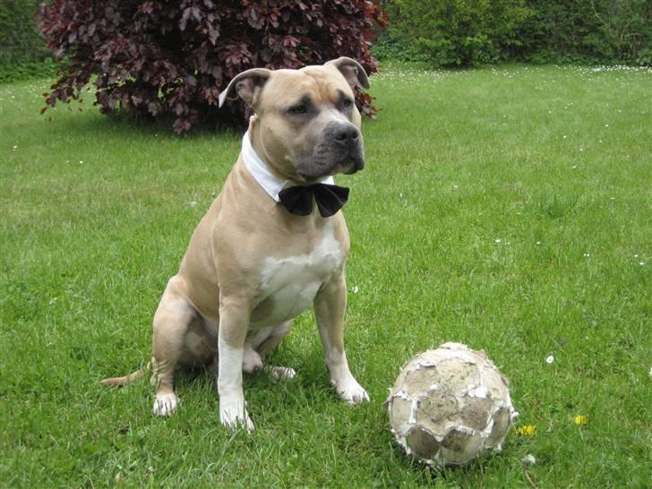 Amerikansk staffordshire terrier Totti *Amager* - kongen i stolen , taget d. 23/1 - 07 billede 5