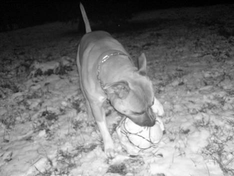 Amerikansk staffordshire terrier Totti *Amager* - Ude med ynglings bold taget d. 23/1 - 07 billede 6