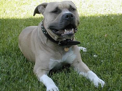 Amerikansk staffordshire terrier Totti *Amager* billede 7