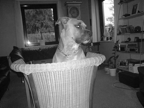 Amerikansk staffordshire terrier Totti *Amager* - kongen i stolen , taget d. 23/1 - 07 billede 8