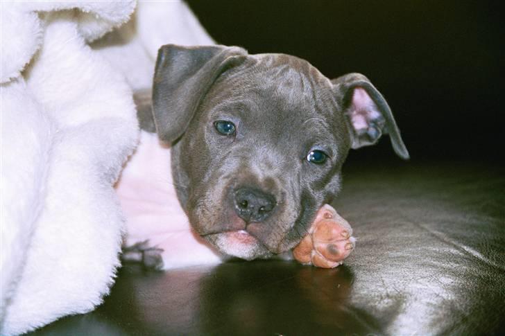 Amerikansk staffordshire terrier Great Vikings Misty - Amen er jeg ikke bare søøøøød :) billede 2