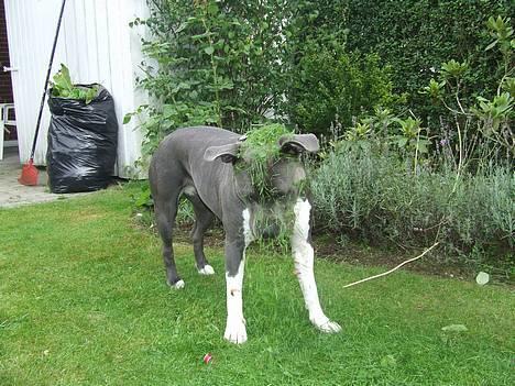 Amerikansk staffordshire terrier Great Vikings Misty - Moar du må ikke kaste med græs billede 6