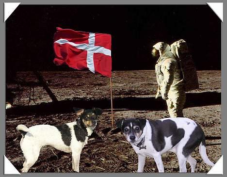 Dansk svensk gaardhund Villy Rap ¤ 22 febr.2006¤ - VI KOM FØRST... billede 14