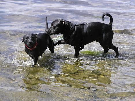 Staffordshire bull terrier Chili - rigtige vandhunde..PÅ STRANDEN.............. billede 1