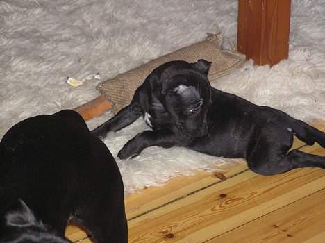 Staffordshire bull terrier Chili - Den som fisen lugte kan .... billede 2