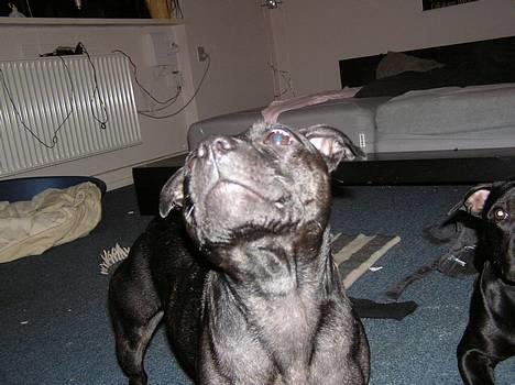 Staffordshire bull terrier Chili - WOW billede 3