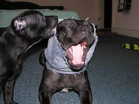 Staffordshire bull terrier Chili - ihhh mor du er en farlig løve *g* billede 4