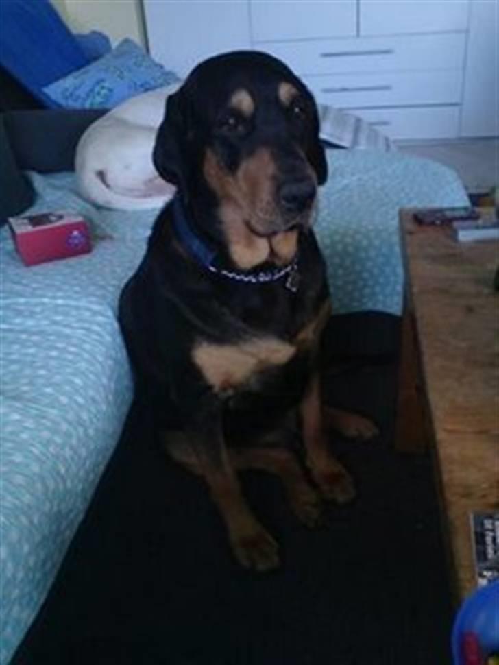 Blanding af racer Bandit billede 1