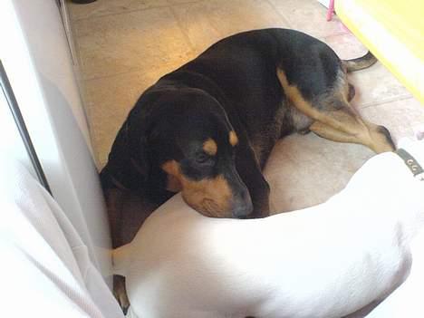 Blanding af racer Bandit billede 2