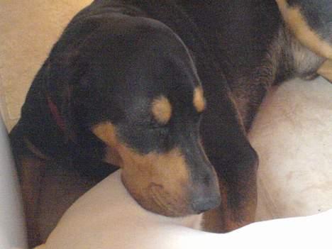 Blanding af racer Bandit billede 3