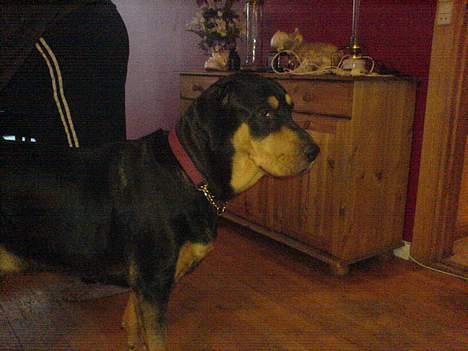 Blanding af racer Bandit billede 4