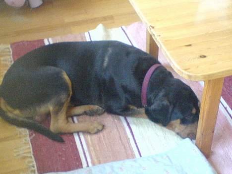 Blanding af racer Bandit billede 5