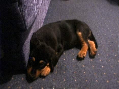 Blanding af racer Bandit billede 6