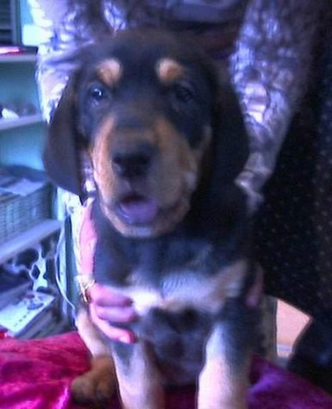 Blanding af racer Bandit billede 7