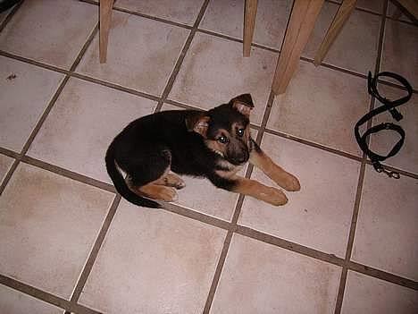 Schæferhund Zellica - Hva´ det? billede 1