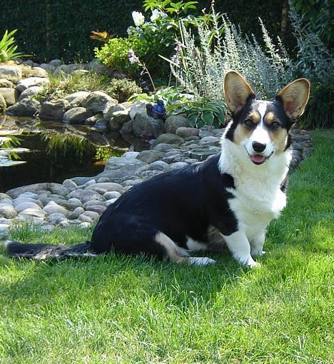 Welsh corgi cardigan A&H Faarup Wimmer - Øv skal jeg nu fotograferes igen billede 1
