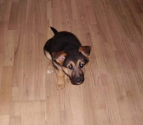 Schæferhund Zellica - Sellica billede 2