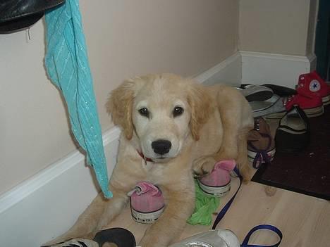 Golden retriever Donna - jeg er træt billede 6