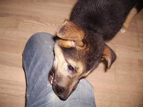 Schæferhund Zellica - emmmm  Bukser!! billede 3