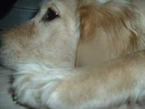 Golden retriever Donna - Lad mig nu sove!  billede 7