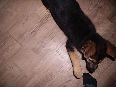 Schæferhund Zellica - hva det?!  ka´ du så komme her!!! billede 4