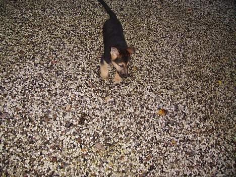 Schæferhund Zellica - her kommer jeg billede 5