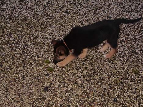 Schæferhund Zellica - "snus" "snus" billede 6