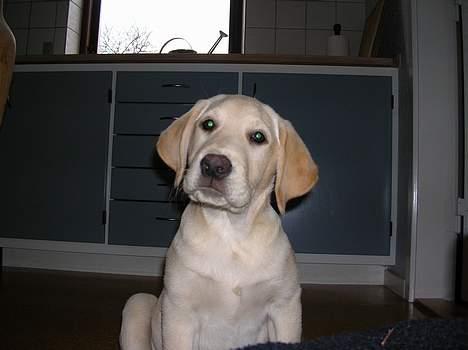 Labrador retriever Tessa - min lille Tessa tøz billede 1