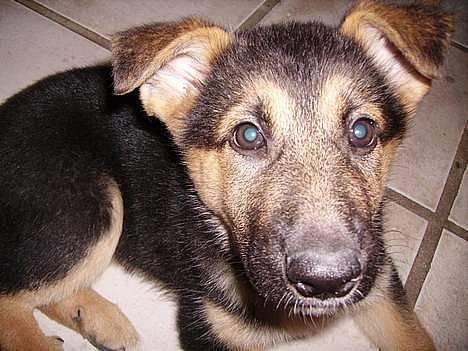 Schæferhund Zellica - hejsa billede 7