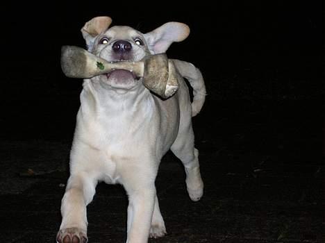 Labrador retriever Tessa - her er tessa med hendes første kødbend billede 2