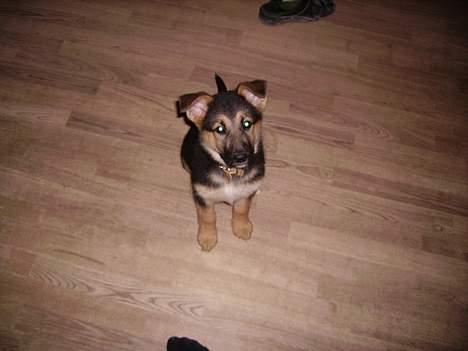 Schæferhund Zellica - Sellica billede 8