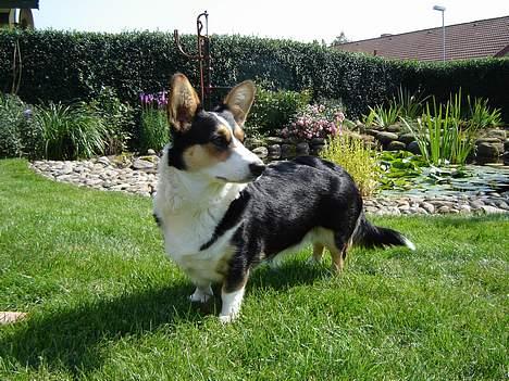 Welsh corgi cardigan A&H Faarup Wimmer - Her kommer jeg billede 2