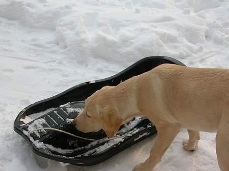 Labrador retriever Tessa - her er Tessa den føste gang hun så sne! og min kælk billede 3