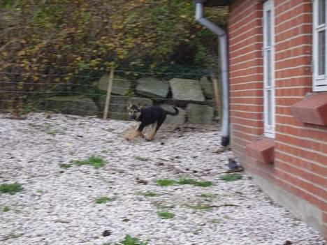 Schæferhund Zellica - Whiiiii !!!! billede 9