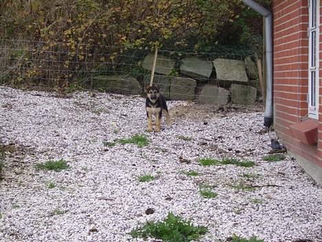 Schæferhund Zellica - Og Stop! billede 10