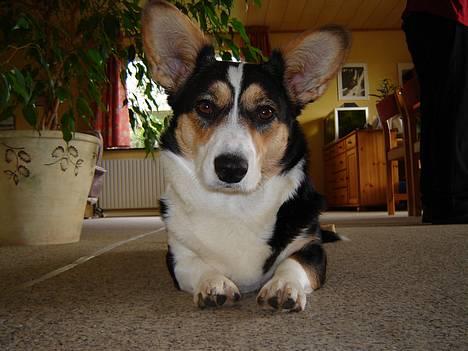 Welsh corgi cardigan A&H Faarup Wimmer - Se far!!! jeg kan dække :-)) billede 3