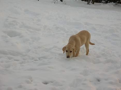 Labrador retriever Tessa - her er Tessa den føste gang hun så sne!  billede 4
