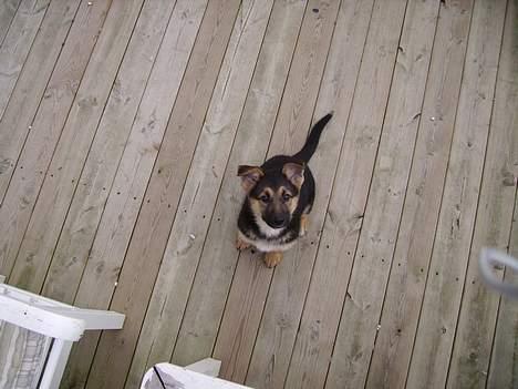 Schæferhund Zellica - hvad laver du helt deroppe? billede 11