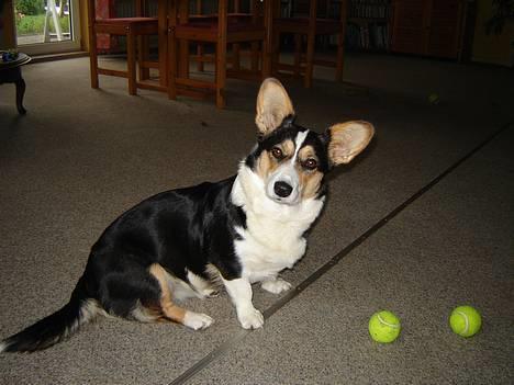 Welsh corgi cardigan A&H Faarup Wimmer - Er der ingen der vil spille bold med mig billede 4