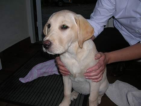 Labrador retriever Tessa - her er Tessa den første dag vi fik hende billede 5